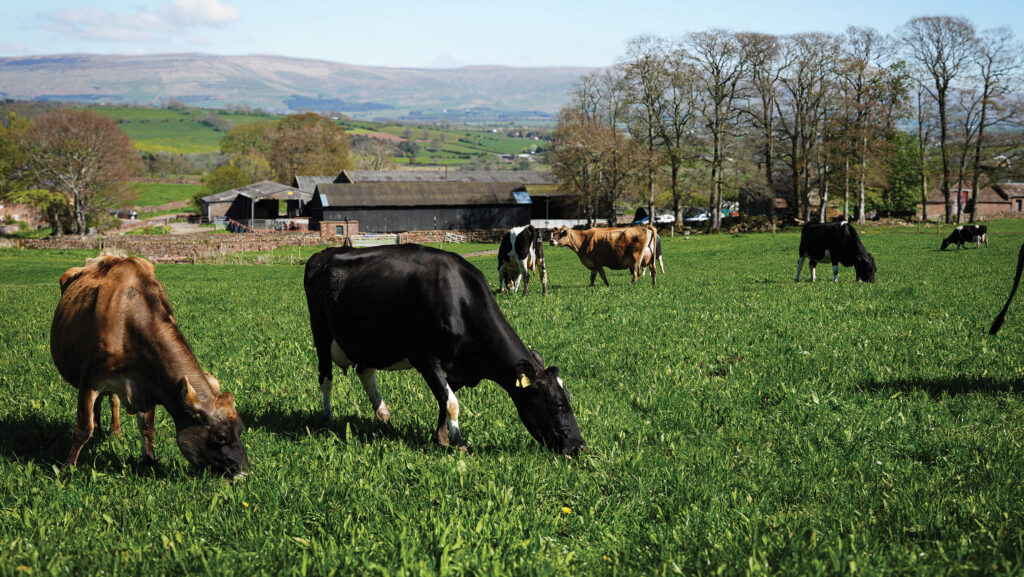 Cows grazing herbal leys at James Tweedie's farm