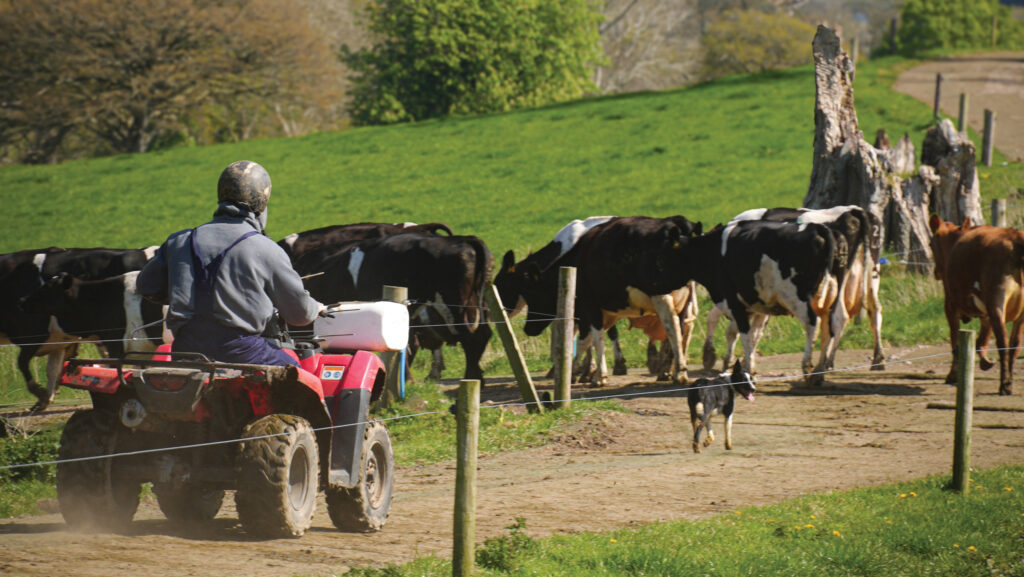 Cows heading in for milking at Sam Pearson's farm