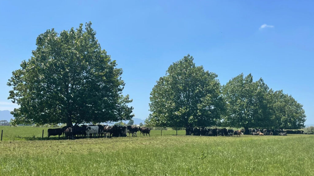 Dairy cows under trees in New Zealand