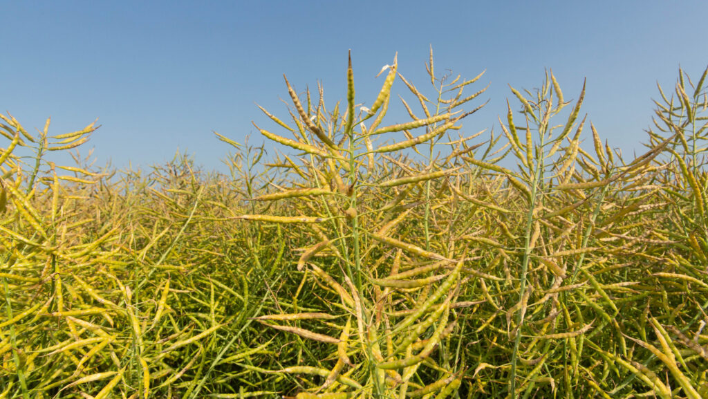 Crop of OSR