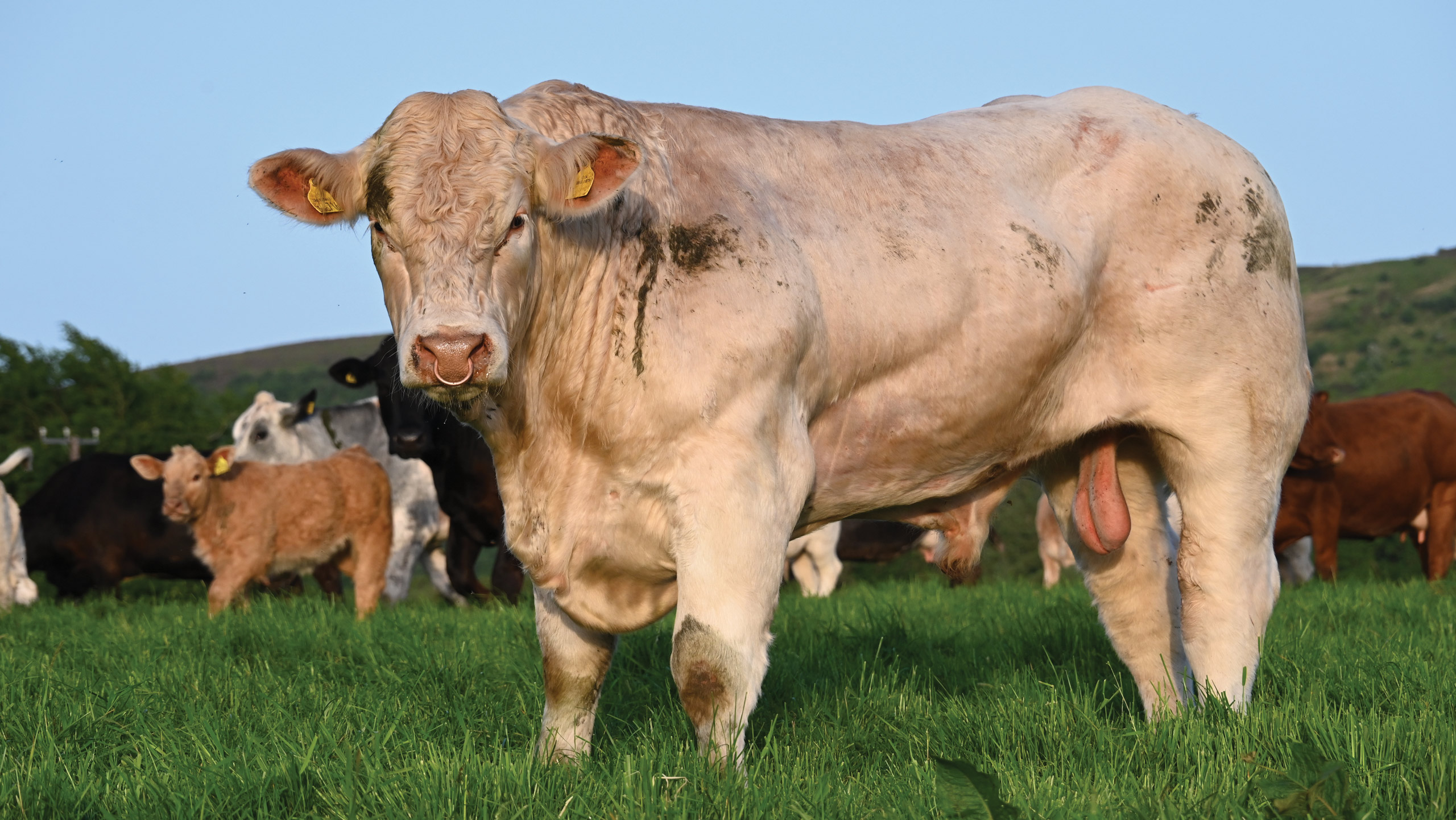 Charolais bull 