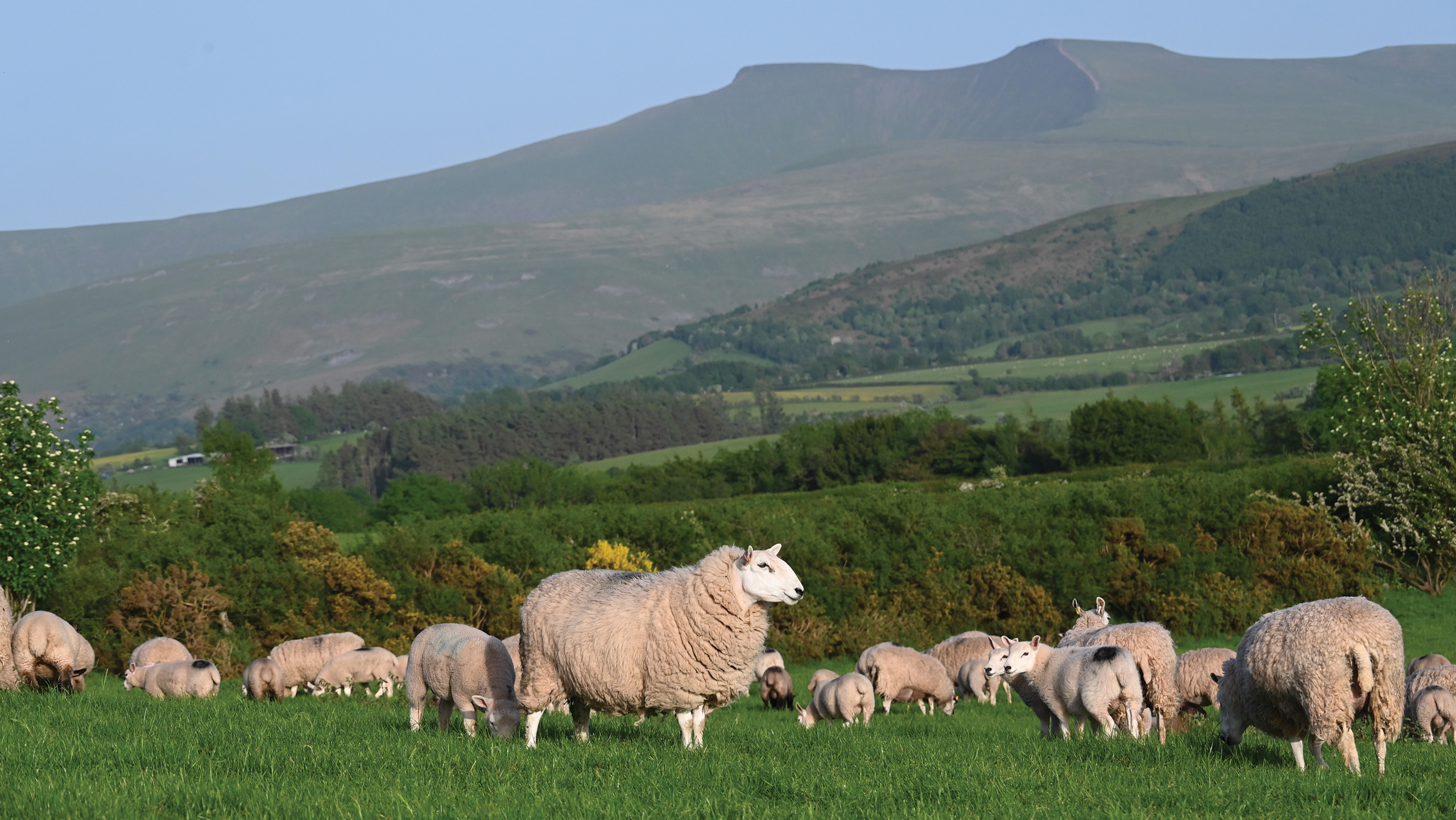 Cwmbrynich sheep flock in field