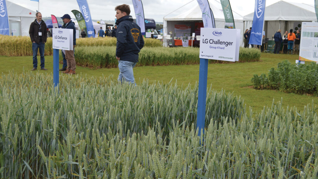 Defiance and Challenger winter wheat varieties at Cereals