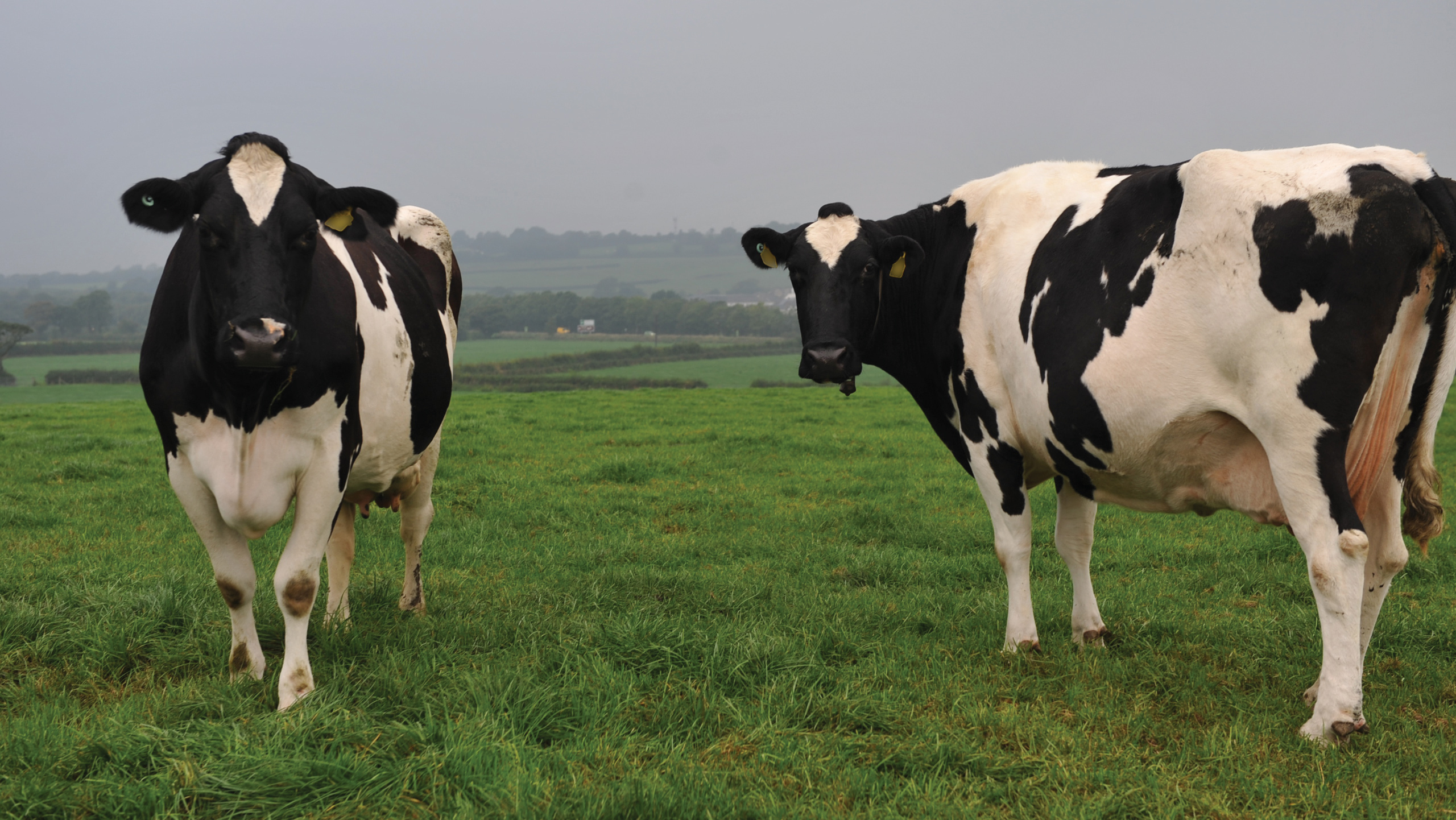 Dry cows