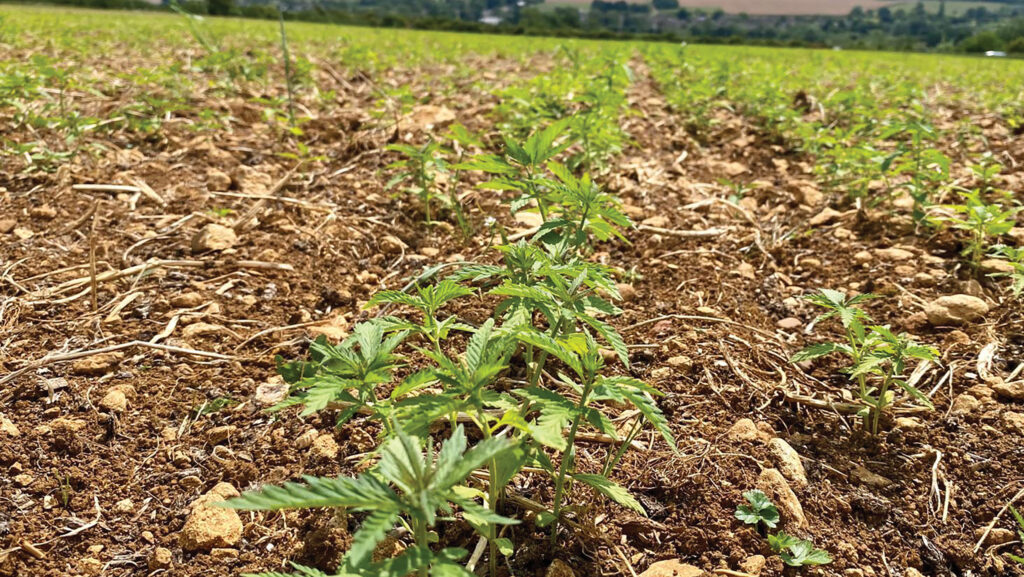 Hemp for fibre