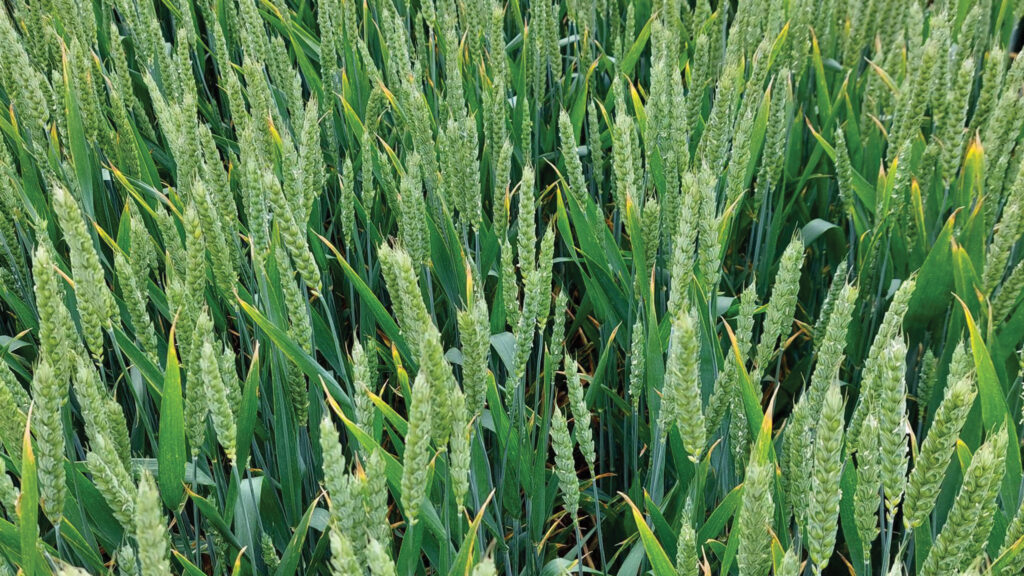 Goldfinch winter wheat variety