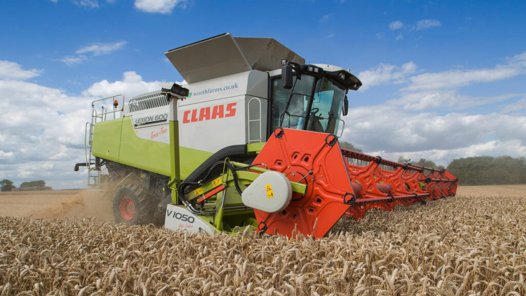 A combine harvesting feed wheat