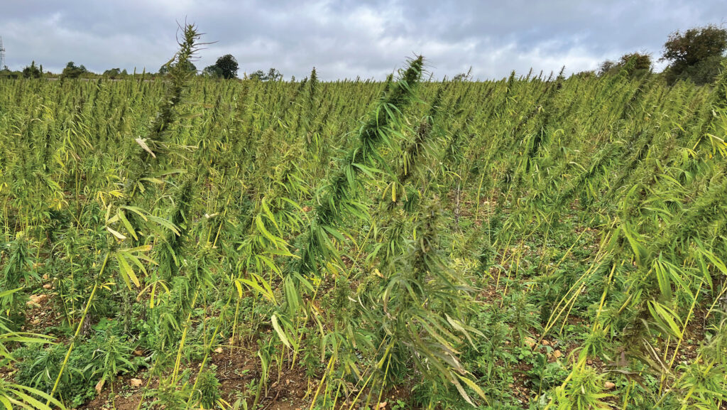 Hemp for seed © Lydia Smith