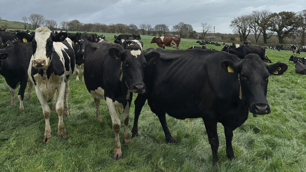 Ifan Ifans' dairy cows © Farming Connect