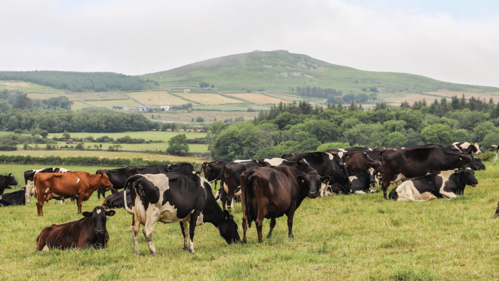 Ifan Ifans dairy cows