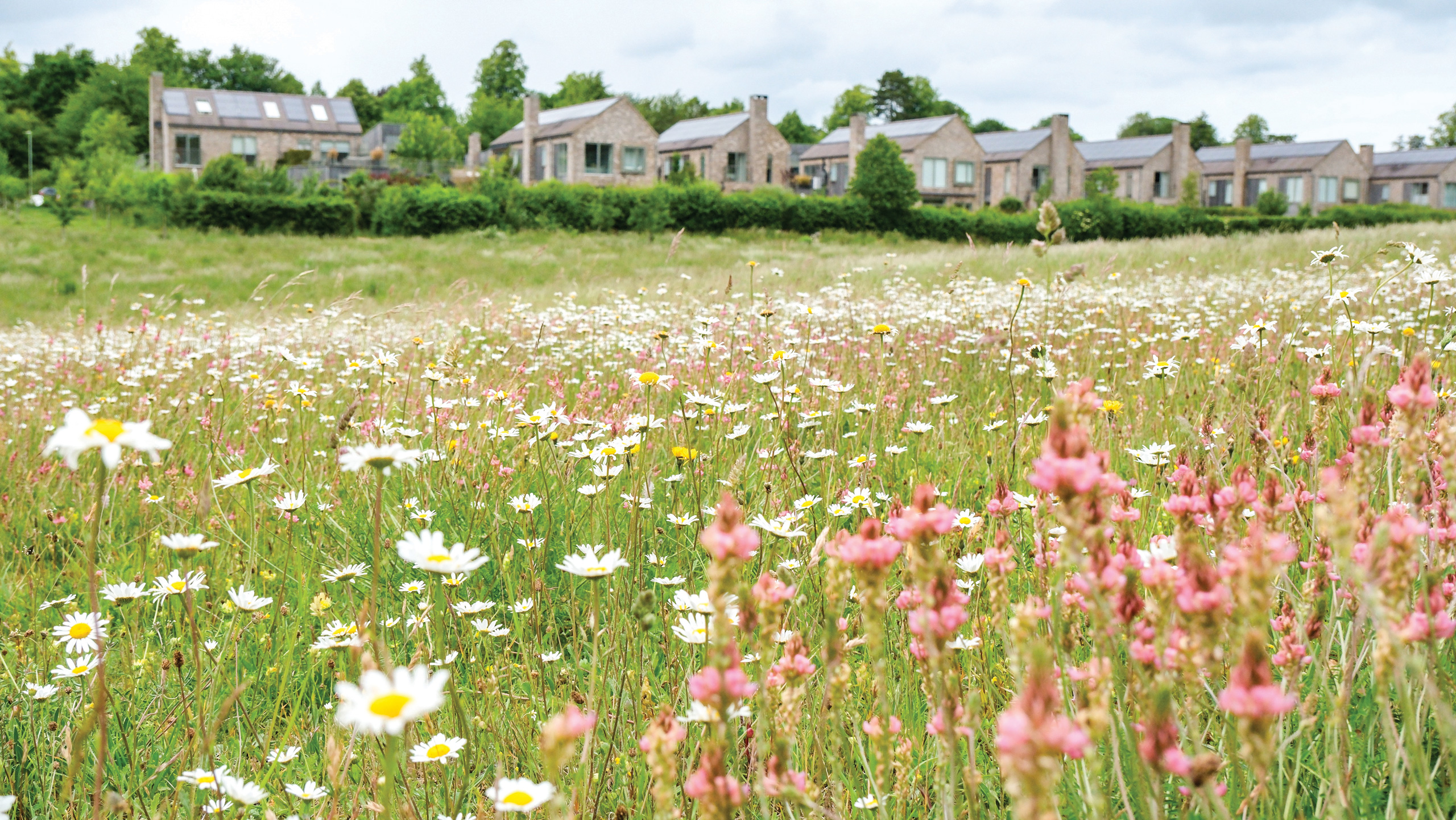 Wildflower mix