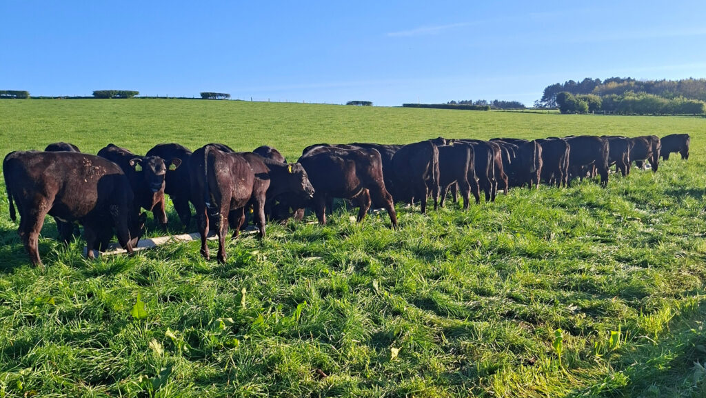 Mathew Roberts' cattle grazing