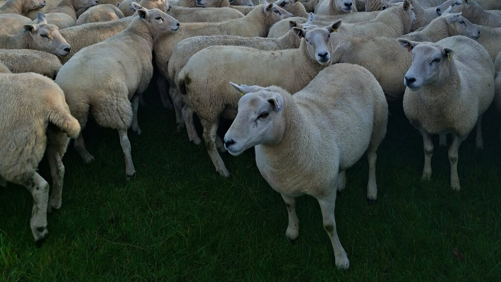 Mathew Roberts' sheep