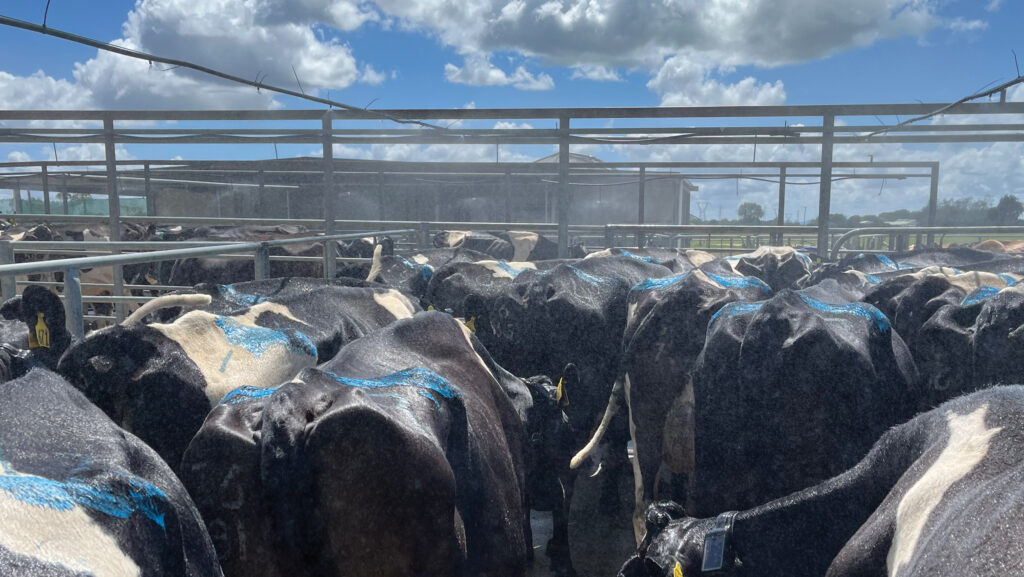 Misting dairy cows to keep them cool in New Zealand