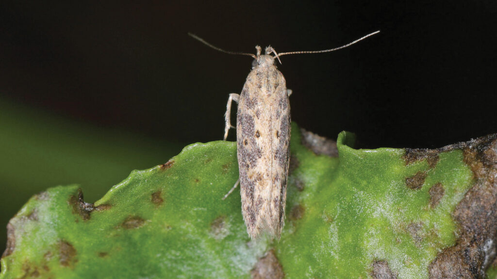 Moth of a beet moth