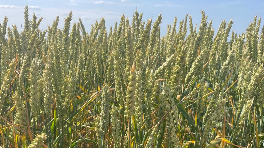 STR Pace sprinter wheat © MAG/Richard Allison