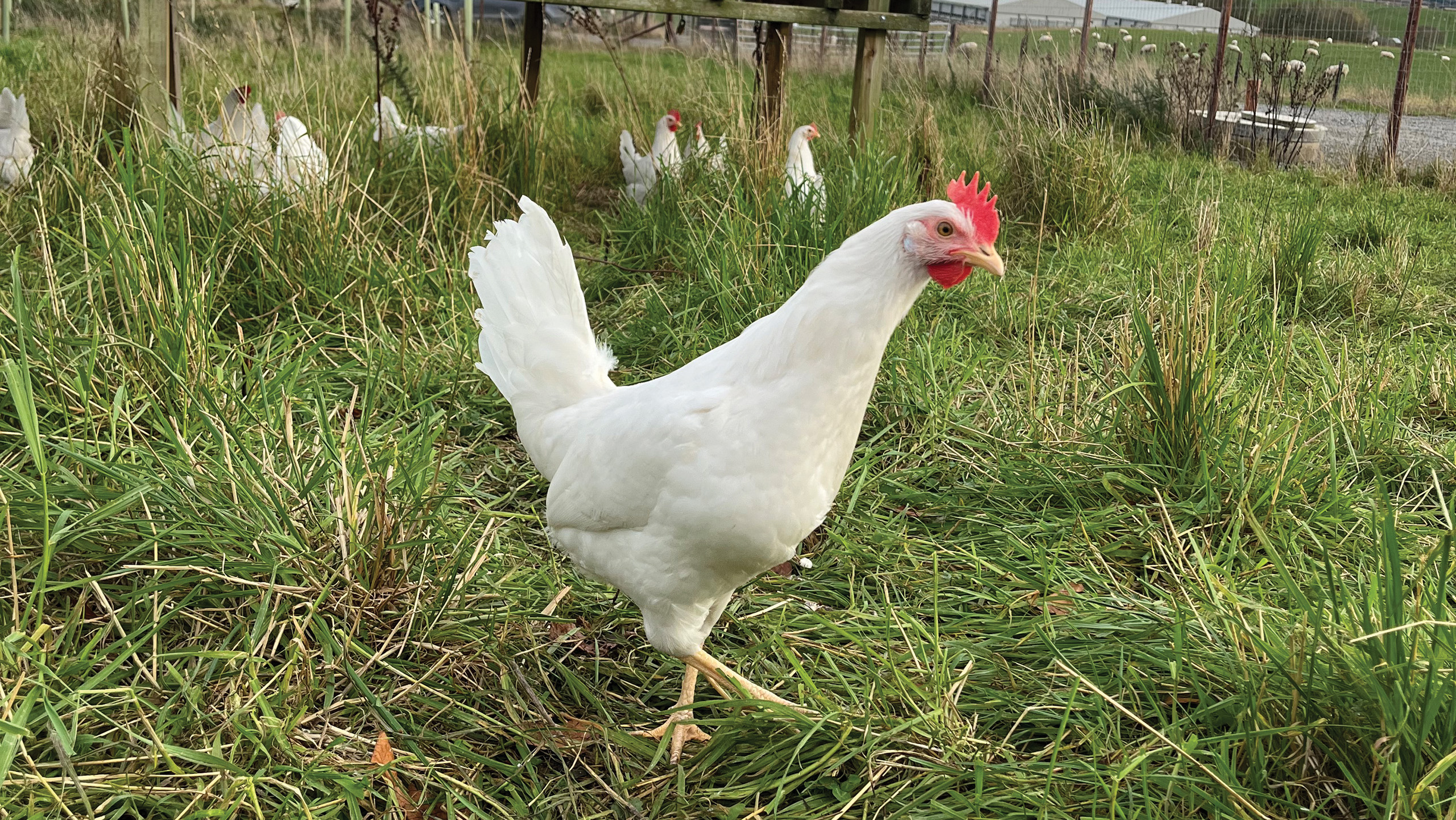 hen