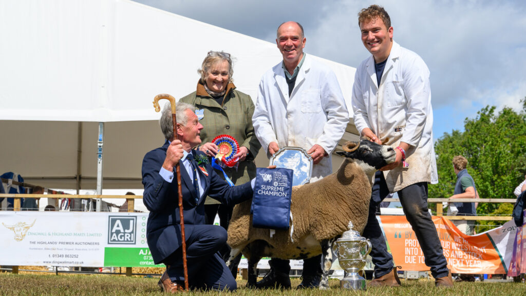 Overall sheep interbreed champion