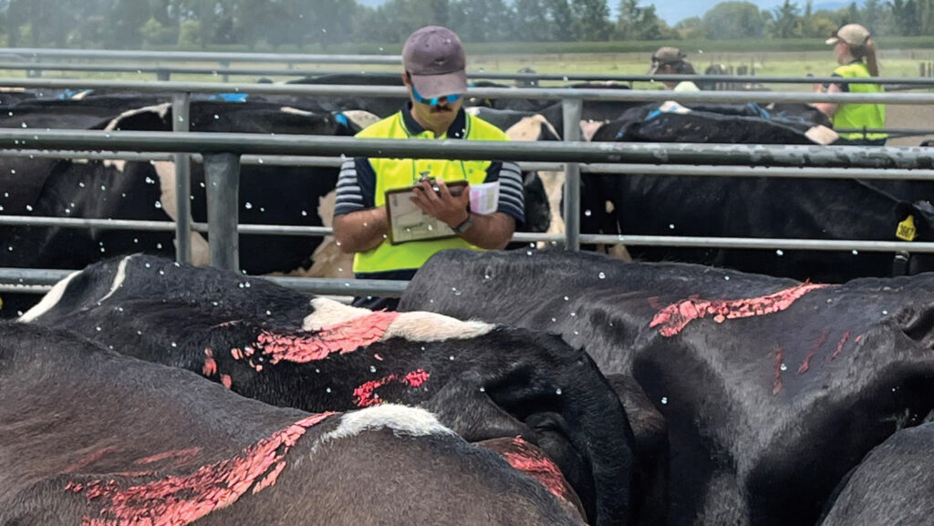 Trial cows being scored for respiration rate