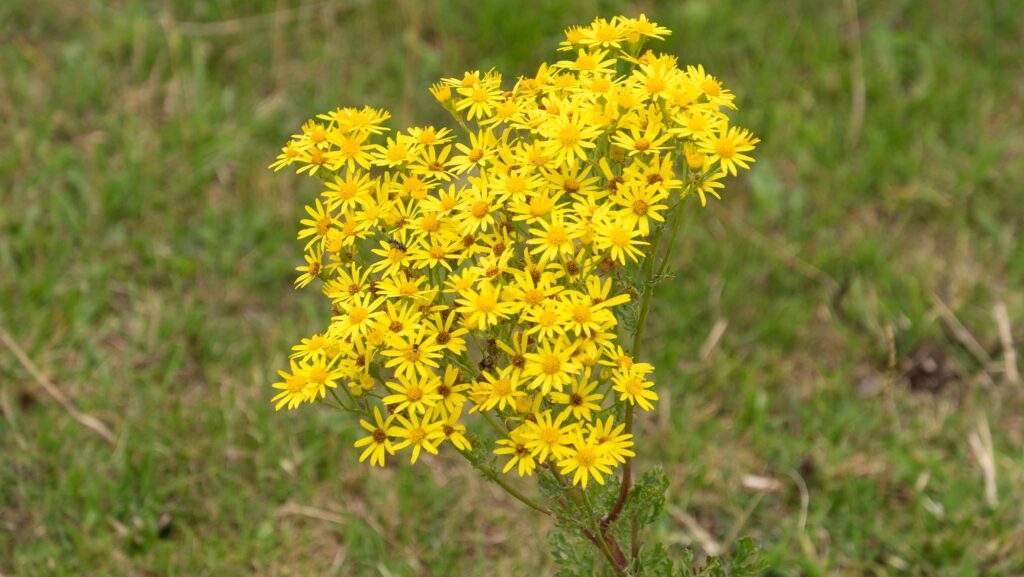 Ragwort © Tim Scrivener
