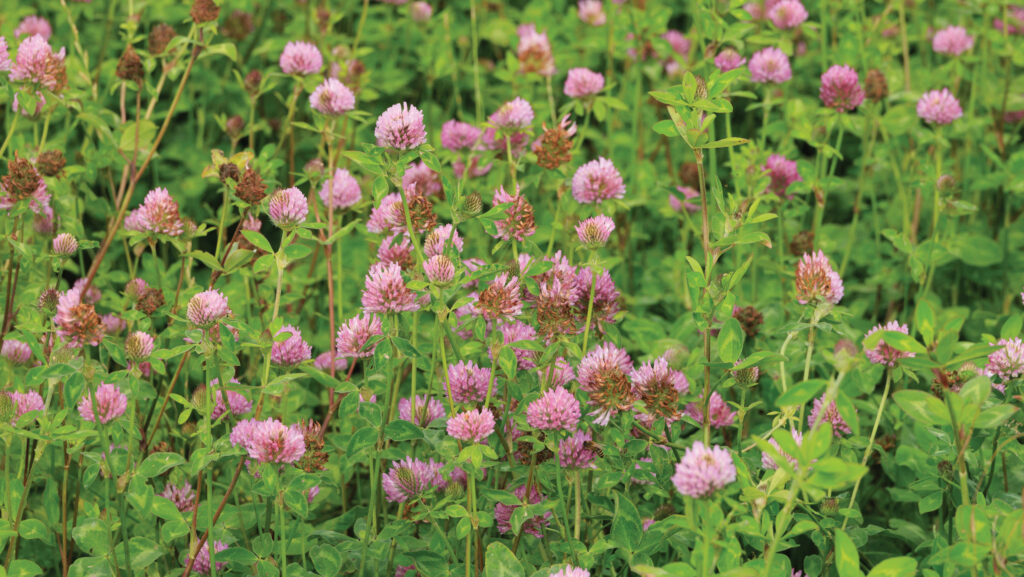 Red clover © Tim Scrivener