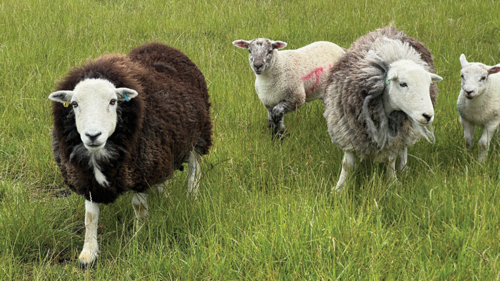 Ewes with lambs