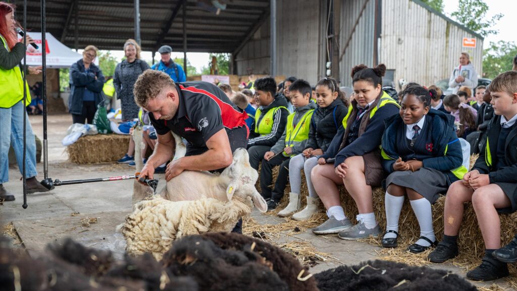 Children watching sheep shearing