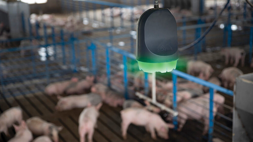 SoundTalks monitor in pig shed