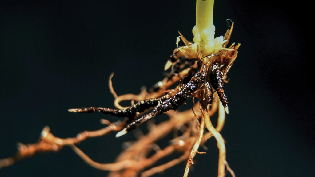 Wheat roots blackened with take-all disease