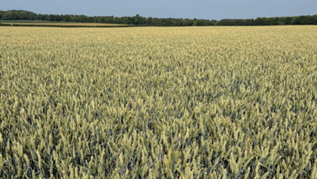 A crop of Arlington wheat