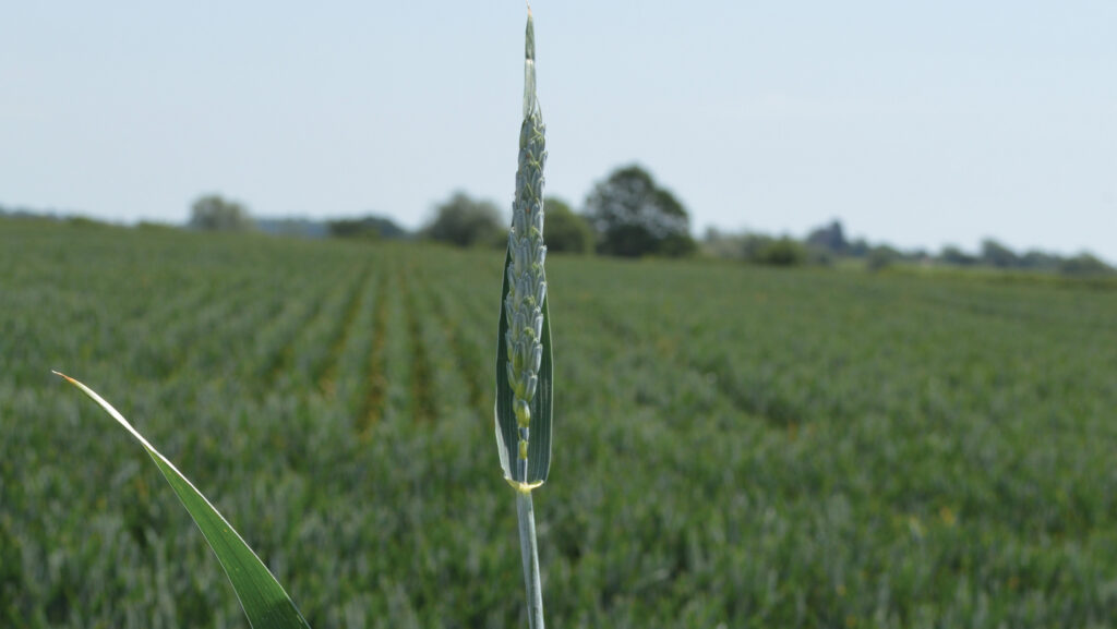 Vibe winter wheat with ear emerged