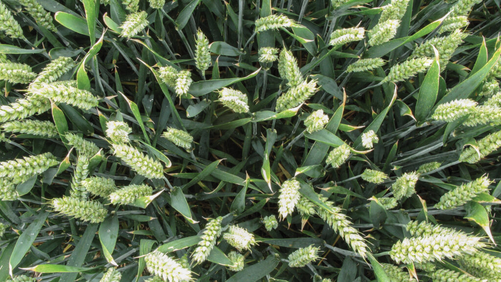 Wheat suffering from take-all © Blackthorn Arable