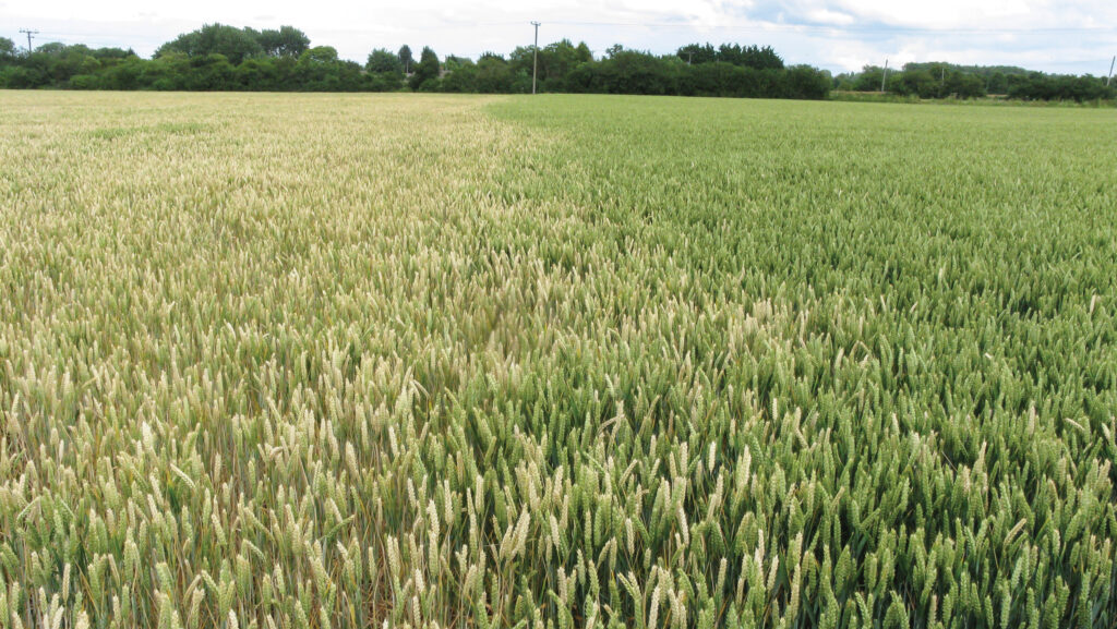 Wheat suffering from take-all