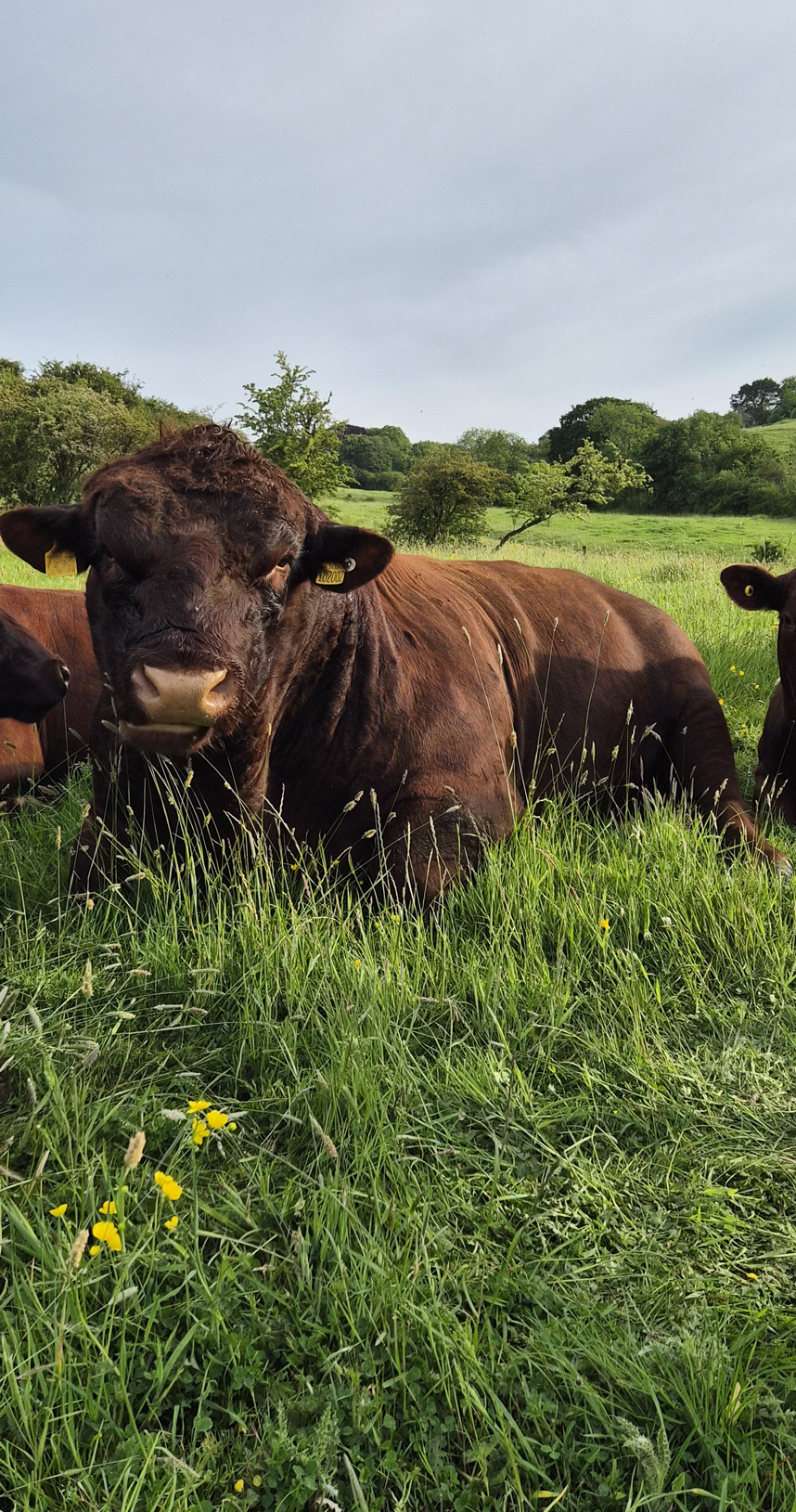 Yarrow the bull lying in a meadow