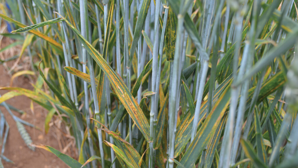Yellow rust on winter wheat © David Jones