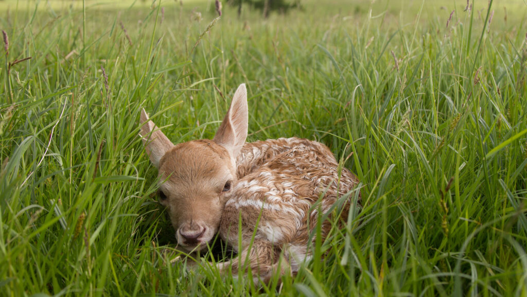 © Vince Burton/Alamy Stock Photo
