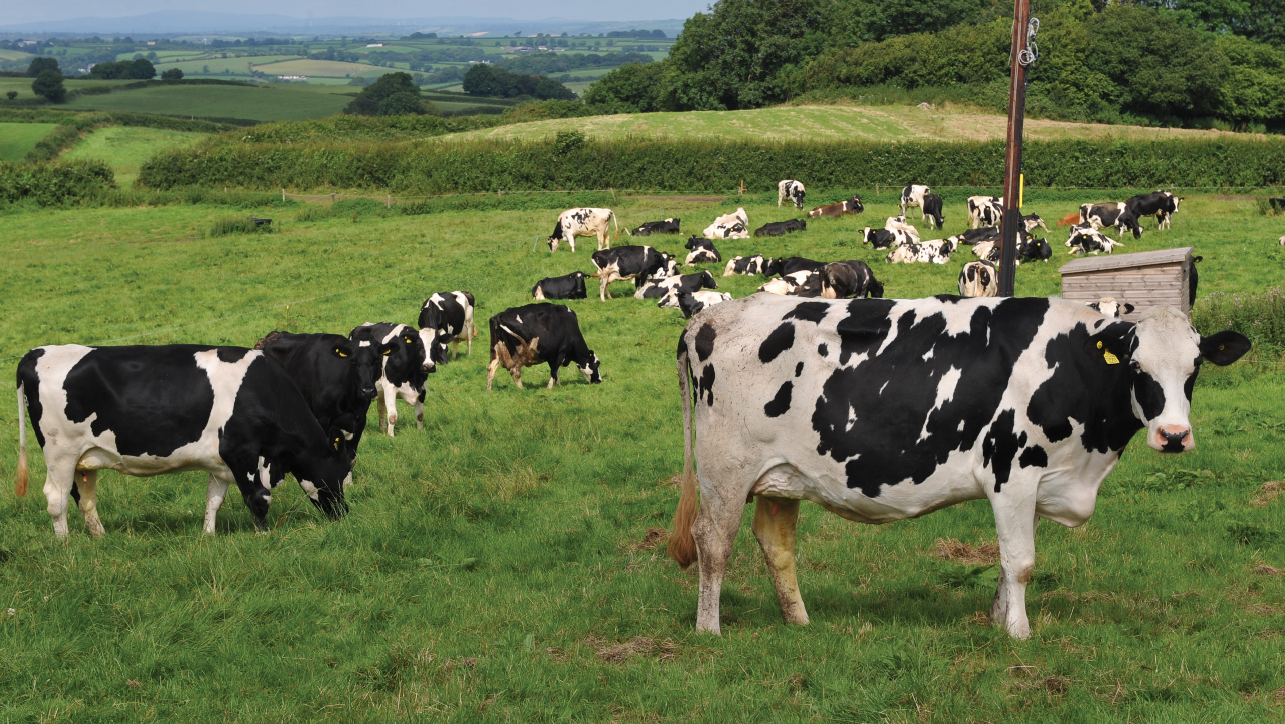 Dry cows grazing