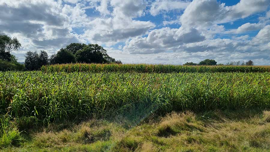 Crop field