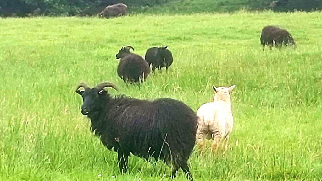 Sheep stolen in farm raid