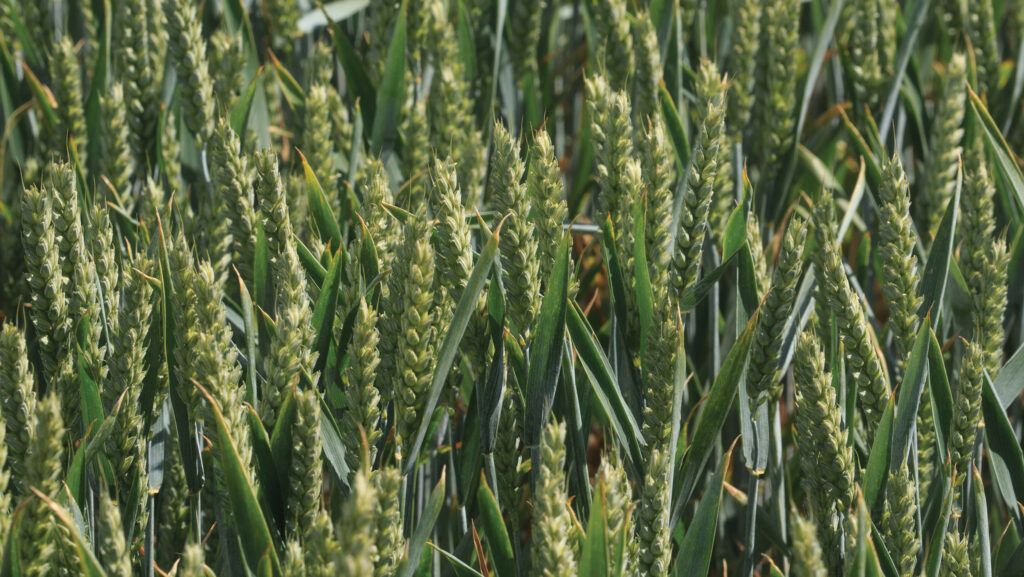 Arlington wheat variety © Tim Scrivener