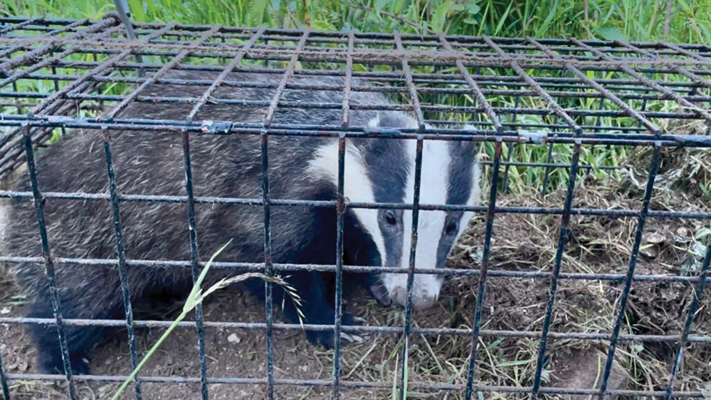A badger ready to be vaccinated 
