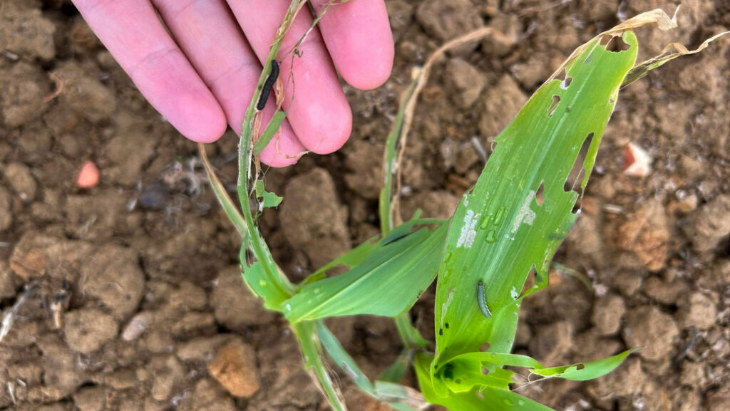 © Anna Dunford/Hampshire Arable Systems