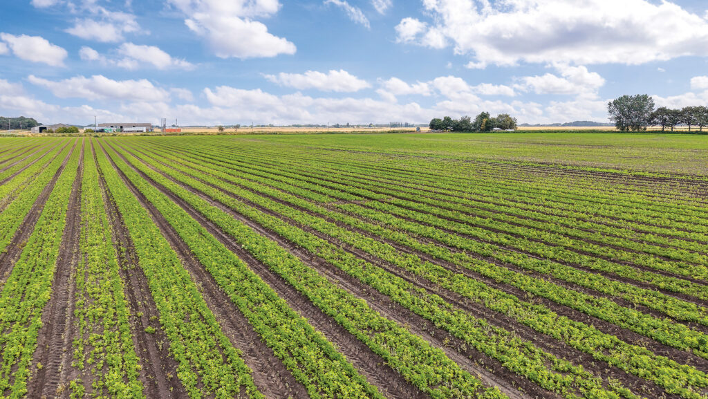 Beetroot fields at Carr House Farm