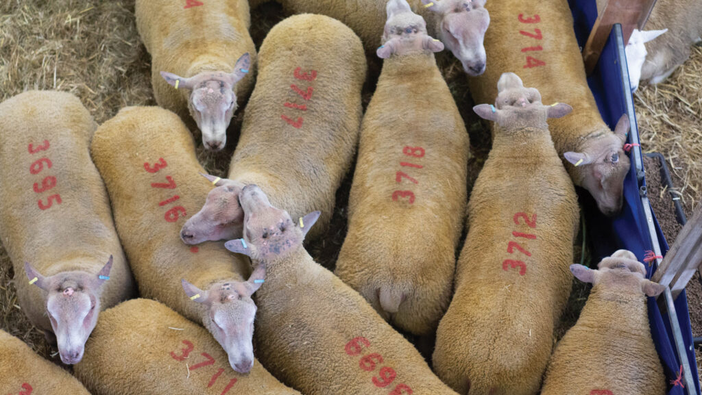 Buyers looking at pedigree rams