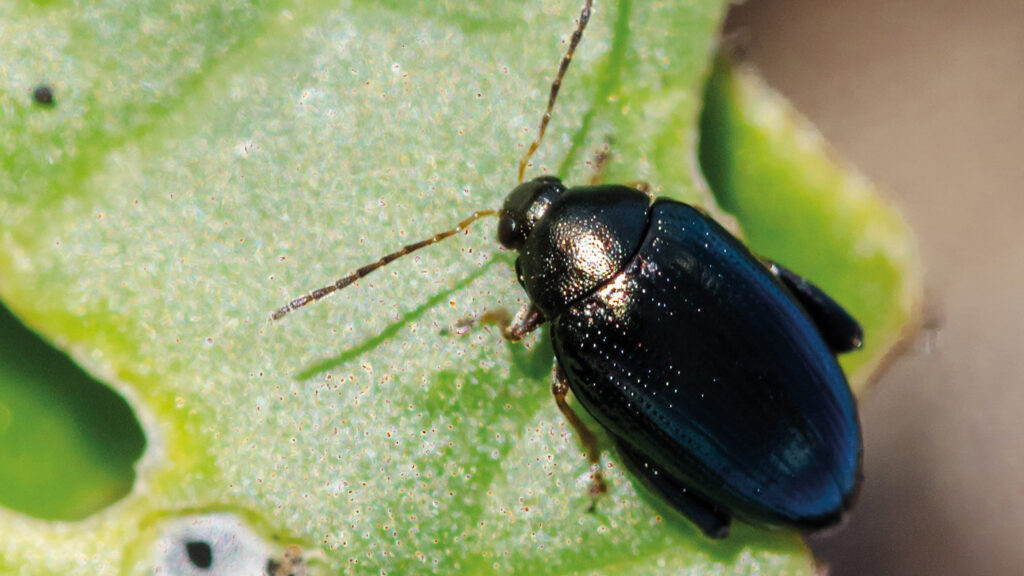 Cabbage stem flea beetle © Blackthorn Arable