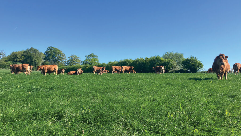 Cattle on David Passmore’s Oxfordshire farm