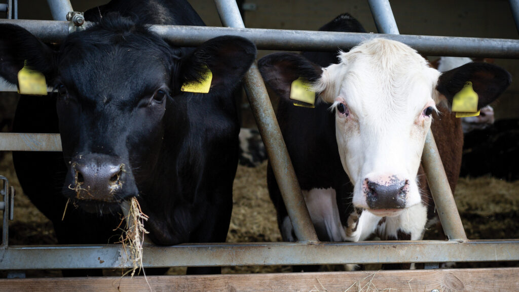 Cattle
