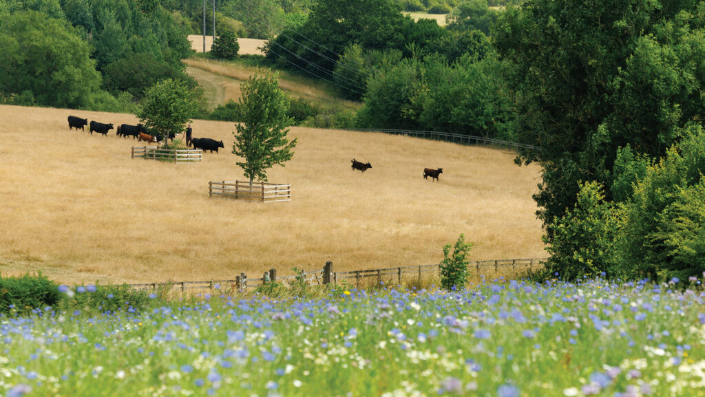 Tenant’s cattle on the National Forest estate at Boothorpe, Moira, Leicestershire © National Forest