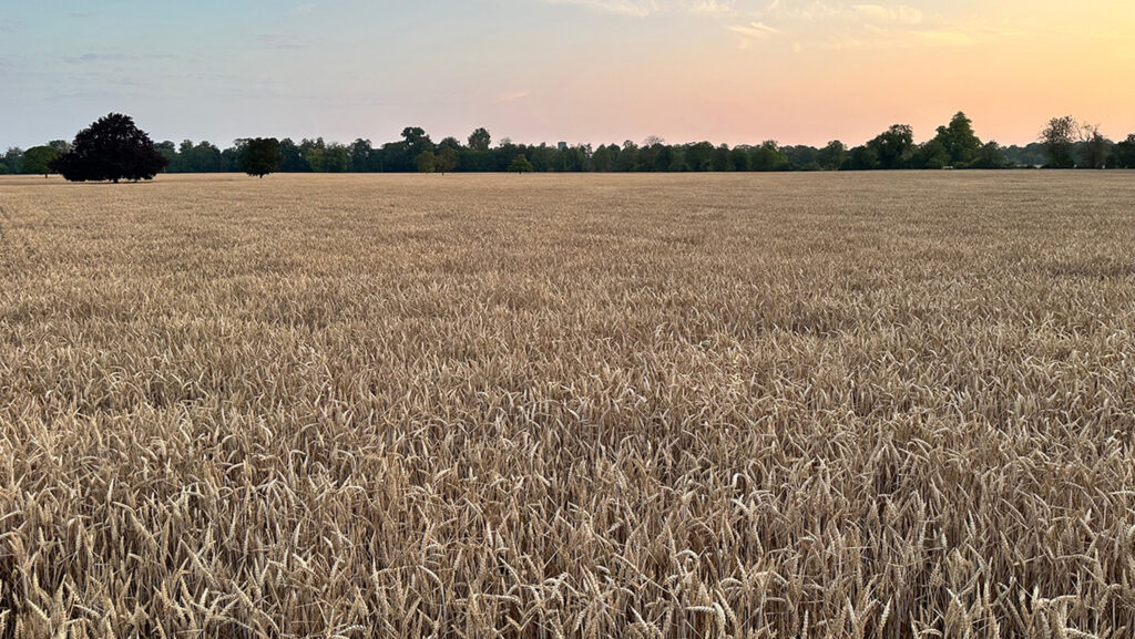 Early wheat harvest delivers mixed returns