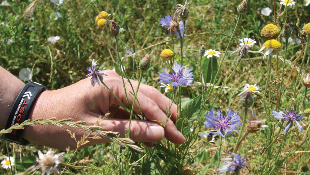 Cornflower